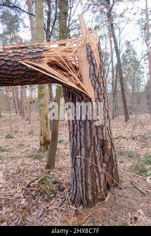 Legname arrotolato nella foresta Grunewald a Berlino. Principalmente gli alberi di pino sono stati colpiti duramente dall'uragano nel febbraio 2022, rompendo molti alberi come fiammiferi e scattando fuori delle cime degli alberi. Foto Stock