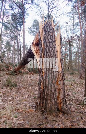 Legname arrotolato nella foresta Grunewald a Berlino. Principalmente gli alberi di pino sono stati colpiti duramente dall'uragano nel febbraio 2022, rompendo molti alberi come fiammiferi e scattando fuori delle cime degli alberi. Foto Stock