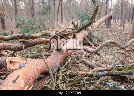 Legname arrotolato nella foresta Grunewald a Berlino. Principalmente gli alberi di pino sono stati colpiti duramente dall'uragano nel febbraio 2022, rompendo molti alberi come fiammiferi e scattando fuori delle cime degli alberi. Foto Stock