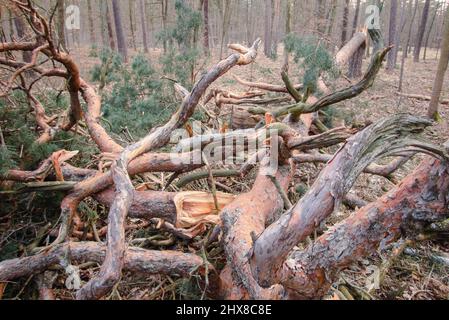 Legname arrotolato nella foresta Grunewald a Berlino. Principalmente gli alberi di pino sono stati colpiti duramente dall'uragano nel febbraio 2022, rompendo molti alberi come fiammiferi e scattando fuori delle cime degli alberi. Foto Stock