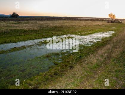 Alghe d'acqua dolce in pozzanghere in dehesa de Extremadura ecosistema anfibio al tramonto Foto Stock
