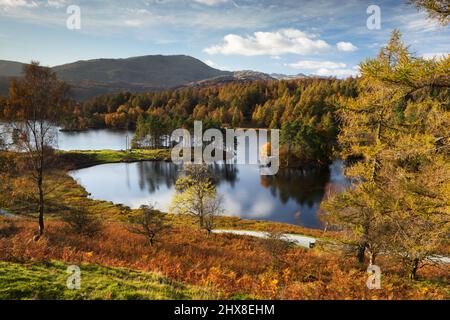 Inghilterra - Cumbria (Lake District) - Tarn Hows con le Furness Fells dietro in autunno Foto Stock