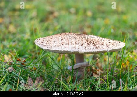 Il fungo parasolo (nome latino Macrolepiota procera) in primo piano, coltivando su un prato erboso. Foto Stock