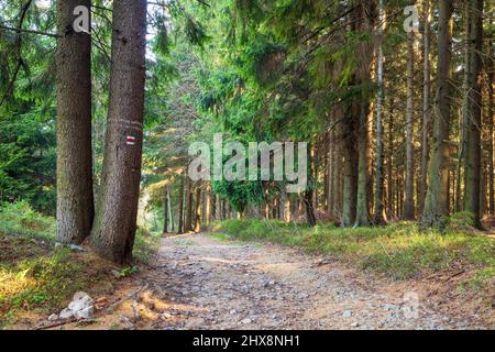 Sentiero escursionistico attraverso la foresta di conifere in autunno soleggiata mattina. Foto Stock
