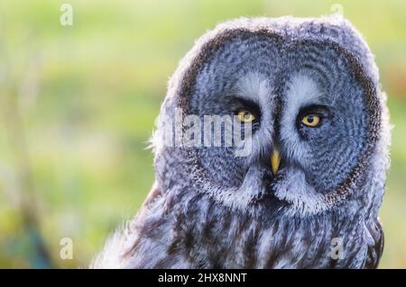 Ritratto del Grande gufo grigio con occhi gialli. Foto Stock