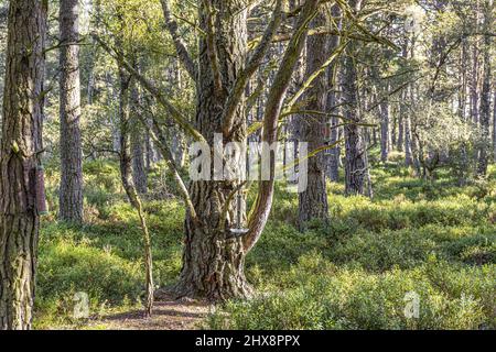 Alberi di pino scozzesi maturi nella riserva naturale nazionale di Abernethy a Loch Garten, Highland, Scozia Regno Unito. Foto Stock