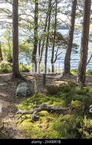 Una betulla d'argento tra alberi di pino scozzese nella Riserva Naturale Nazionale di Abernethy sulle rive di Loch Garten, Highland, Scozia Regno Unito. Foto Stock