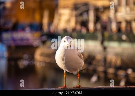 Un gabbiano in piedi su una ringhiera vicino ad un fiume in una città. Foto Stock