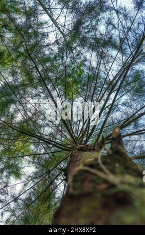 Un angolo basso di un albero nella luce del sole nella foresta. Albero in cielo blu preso da un angolo basso. Foto Stock