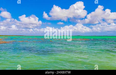 Incredibile vista panoramica naturale della laguna di Muyil nella foresta tropicale della giungla naturale con acque turchesi colorate nel Parco Nazionale di Sian Ka'an Muyil Foto Stock