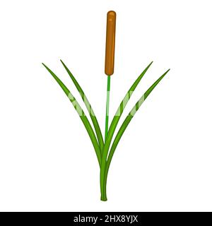 Reed isolato su sfondo bianco. Palude canes.Cattail con foglia verde. Palude, lago o fiume grass.One verde reed bush con florescence.Vector marrone Illustrazione Vettoriale