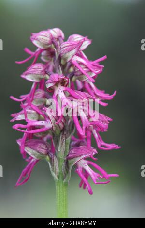 Man x Monkey Orchid ibrido, Orchis x bergonii, Kent, Inghilterra, Regno Unito Foto Stock