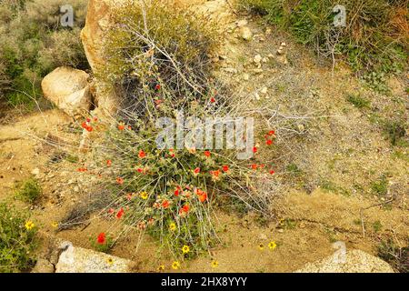 Globemallow del deserto (Sphaeralcea ambigua) nel deserto roccioso del Joshua Tree National Park, California, USA Foto Stock