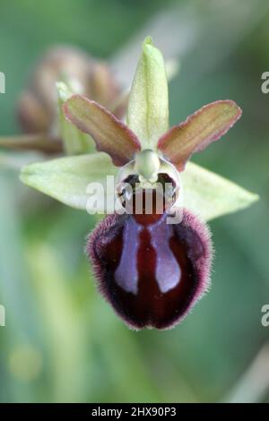 Early Spider Orchid, Ophrys Sphegodes, Dorset, Inghilterra, Regno Unito Foto Stock