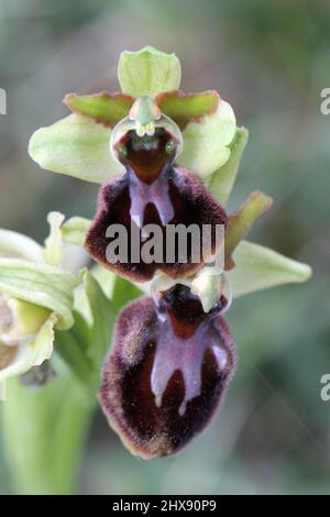 Early Spider Orchid, Ophrys Sphegodes, Dorset, Inghilterra, Regno Unito Foto Stock