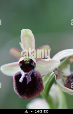 Early Spider Orchid, Ophrys Sphegodes, Dorset, Inghilterra, Regno Unito Foto Stock