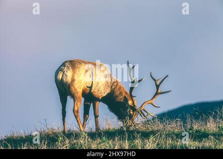 Tule Elk bull Cervus canadensis nanodes alla riserva di Tule Elks a Point Reyes National Seashore, California, USA. Foto Stock