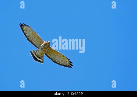 Volo del falco ad alare larga (Buteo platypterus) durante la migrazione autunnale Foto Stock