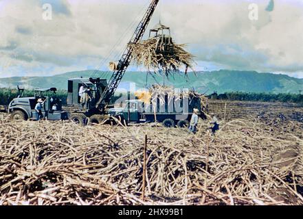 Lavoratori che caricano la canna da zucchero su una fattoria delle Hawaii ca. 1958-1965 Foto Stock