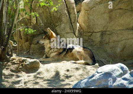 Lupo grigio messicano al Living Desert Zoo & Gardens. Foto Stock