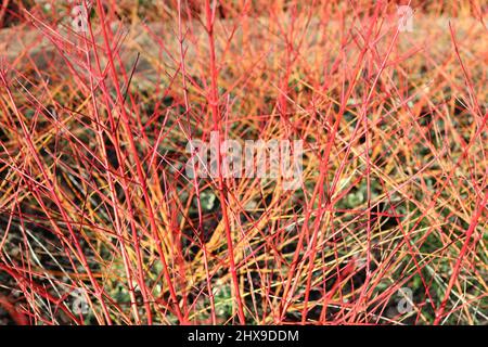 Arbusto architettonico cornus con steli rossi e arancioni senza fogliame in inverno Foto Stock