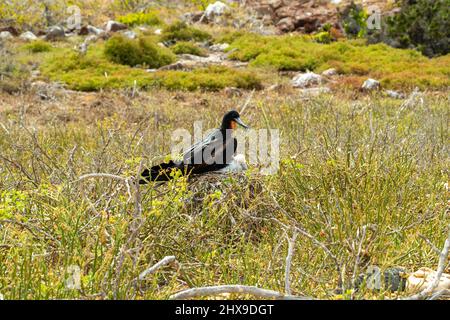 Un uccello fregato maschio e pulcino su un nido (Fregata magnificens?) A Isla Seymour Norte, Isole Galapagos, Ecuador Foto Stock