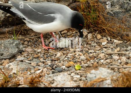 Un gabbiano a coda di rondine (Creagrus furcatus) tende al suo uovo su Isla Seymour Norte, Isole Galapagos, Ecuador Foto Stock