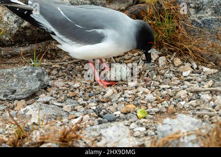 Un gabbiano a coda di rondine (Creagrus furcatus) tende al suo uovo su Isla Seymour Norte, Isole Galapagos, Ecuador Foto Stock
