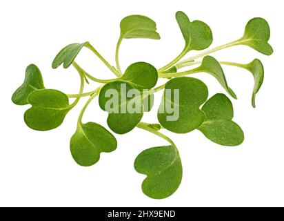 Foglie di Microgreen, germogli di rucola isolati su sfondo bianco Foto Stock