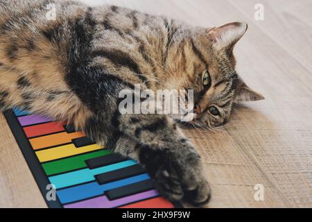 Gatto grigio tabby giace sul pianoforte elettronico multicolore dei bambini. Divertente gatto riposante. Giornata mondiale degli animali domestici. Foto Stock