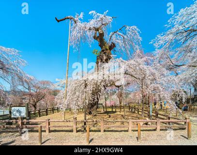 saitama, chichibu - marzo 09 2022: Famoso vecchio shidarezakura che piange ciliegio albero chiamato edohiganzakura che è un tesoro naturale della prefettura di saitama p Foto Stock