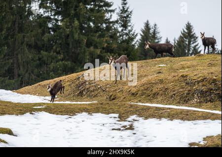 Camoscio in esecuzione in inverno. Quattro rupicapra che camminano nella neve in Svizzera. Bellezza nella natura. Foto Stock