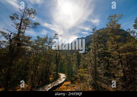 Passerella attraverso le paludi, la foresta selvaggia del Parco Nazionale Fiordland in Nuova Zelanda, Milford Track Great Walk Foto Stock