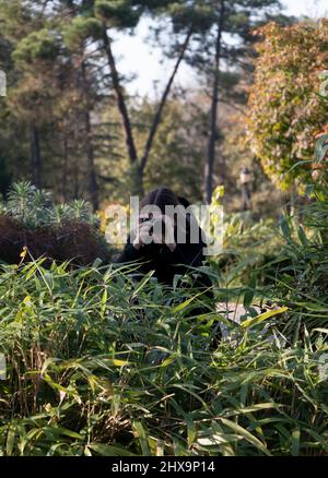 Fotografo di fauna selvatica mimetizzazione. Una donna si nasconde mentre si scattano foto in natura. Persona irriconoscibile. Foto Stock