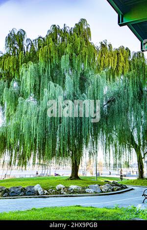 Weeping Willow Tree, Riverside Park South, New York City, New York, USA Foto Stock