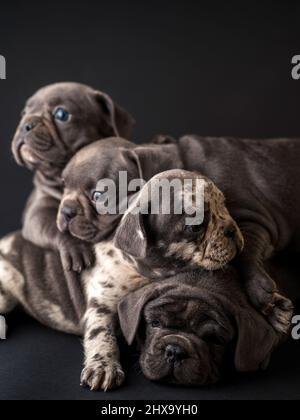 Studio di cuccioli di bulldog francese girato su uno sfondo nero Foto Stock