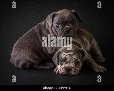 Studio di cuccioli di bulldog francese girato su uno sfondo nero Foto Stock