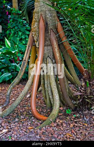 Radici di palma a piedi (Socratea exorrhiza), Minas Gerais, Brasile Foto Stock