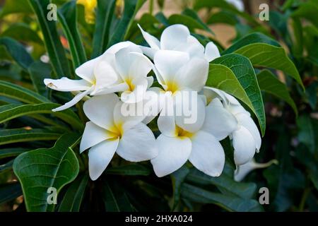 Bouquet nuziale o frangipani selvatici (Plumeria pudica) Foto Stock