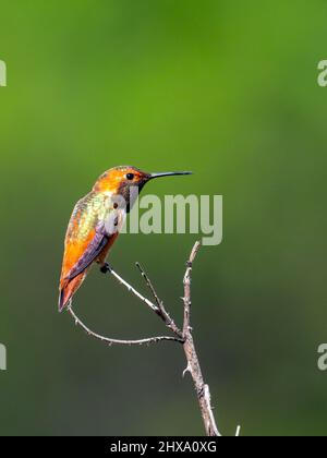 Hummingbird di Allen, Selasfhorus sasin, nel bacino di Sepulveda, Los Angeles, California Foto Stock