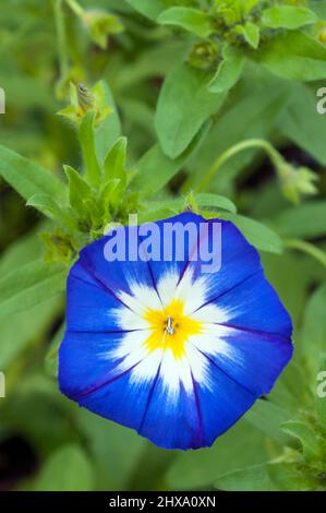 Primo piano di Blue e bianco Convolvulus Flagship un anno di diffusione non invasivo che viene in vari colori Un membro della famiglia Bindweed Foto Stock