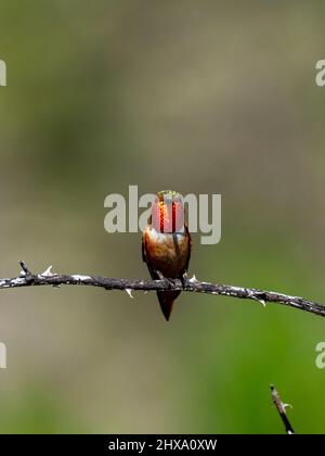 Hummingbird di Allen, Selasfhorus sasin, nel bacino di Sepulveda, Los Angeles, California Foto Stock