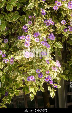 Solanum rantonneti variegata Un arbusto alto con verde pallido e crema fogliame Blu a violetto fiori brina tenero semideciduo perenne sempreverde Foto Stock