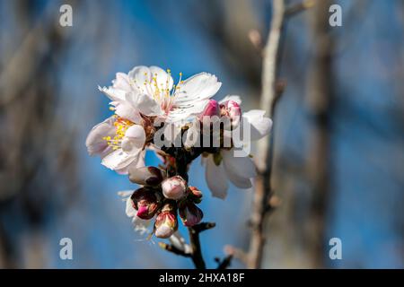 Gruppo di fiori di mandorla bianchi e rosa in inverno, primo piano Foto Stock