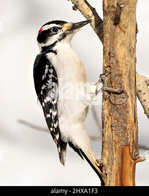 Woodpecker Hairy maschio su un tronco d'albero con uno sfondo bianco nel suo ambiente e habitat circostante mostra piumaggio bianco e nero piuma. Foto Stock