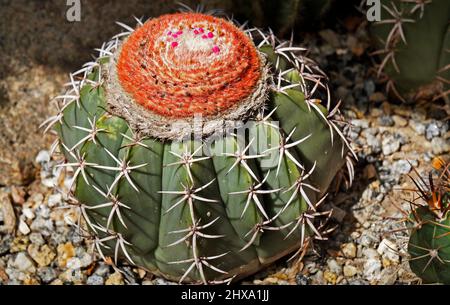 Cactus sul giardino del deserto (Melocactus zehntneri), Rio de Janeiro, Brasile Foto Stock