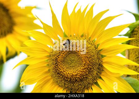 Bel fiore giallo di girasole con bumblebee impollinato. Fine estate sfondo natura Foto Stock