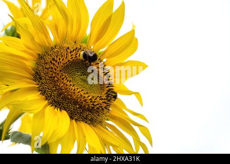 Bel fiore giallo di girasole con bumblebee impollinato. Fine estate sfondo natura Foto Stock