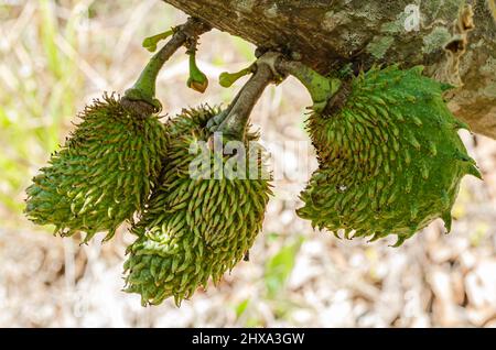 Mazzo di piccoli frutti di Soursop Foto Stock