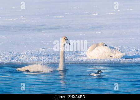 Cigno trombettiere (Cygnus buccinator) inseguono un comune Goldeneye (Bucephala clangula), fiume di St. Croix, WI, USA, di Dominique Braud/Dembinsky Photo Assoc Foto Stock